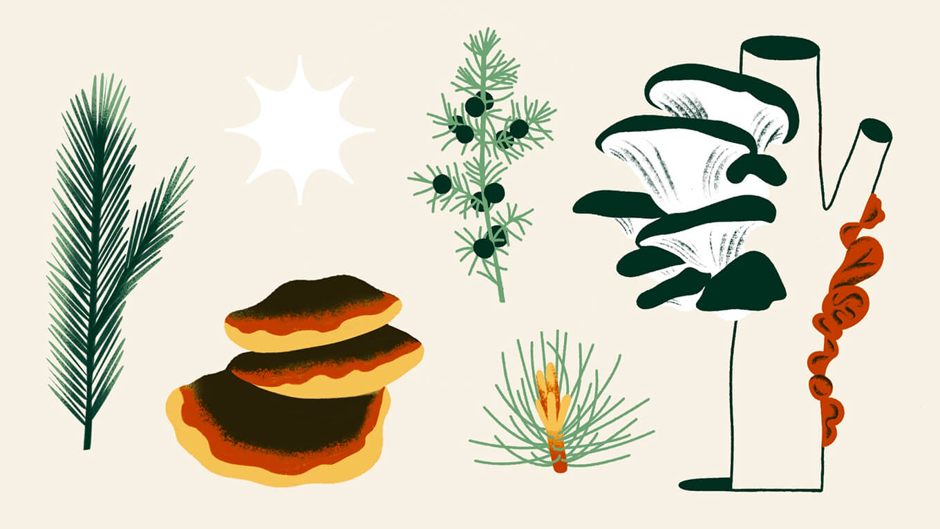 Dzika kuchnia i sezonowe zbiory w Sianko